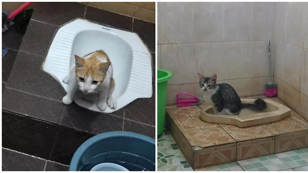 6 Potret Kucing Buang Air di Kloset Ini Ekspresinya Kocak, Diajarkan Jadi Mandiri