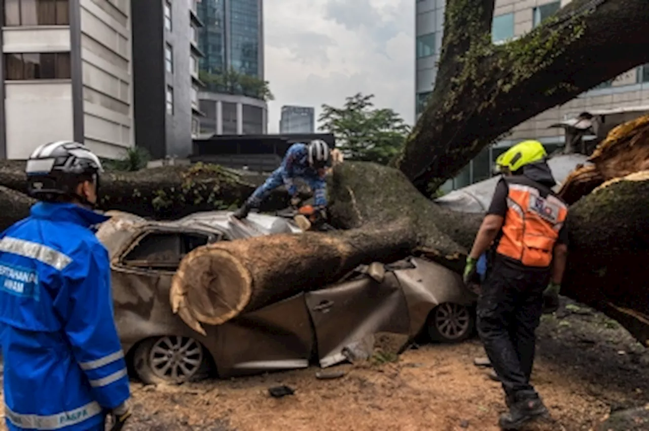 Between falling trees and dangerous roads: A data-driven look at public safety ― Richard Chow