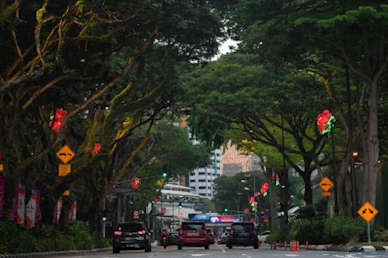 Dr Zaliha: DBKL task force to monitor, maintain shade trees in the city