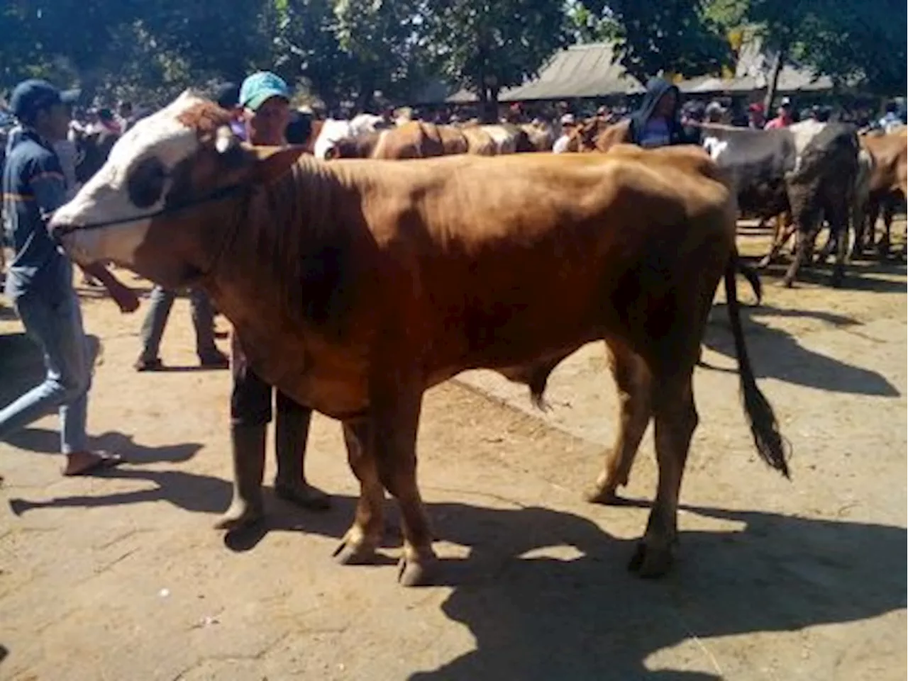 Jelang Idul Adha, Harga Sapi dan Kambing di Palu Berangsur Naik