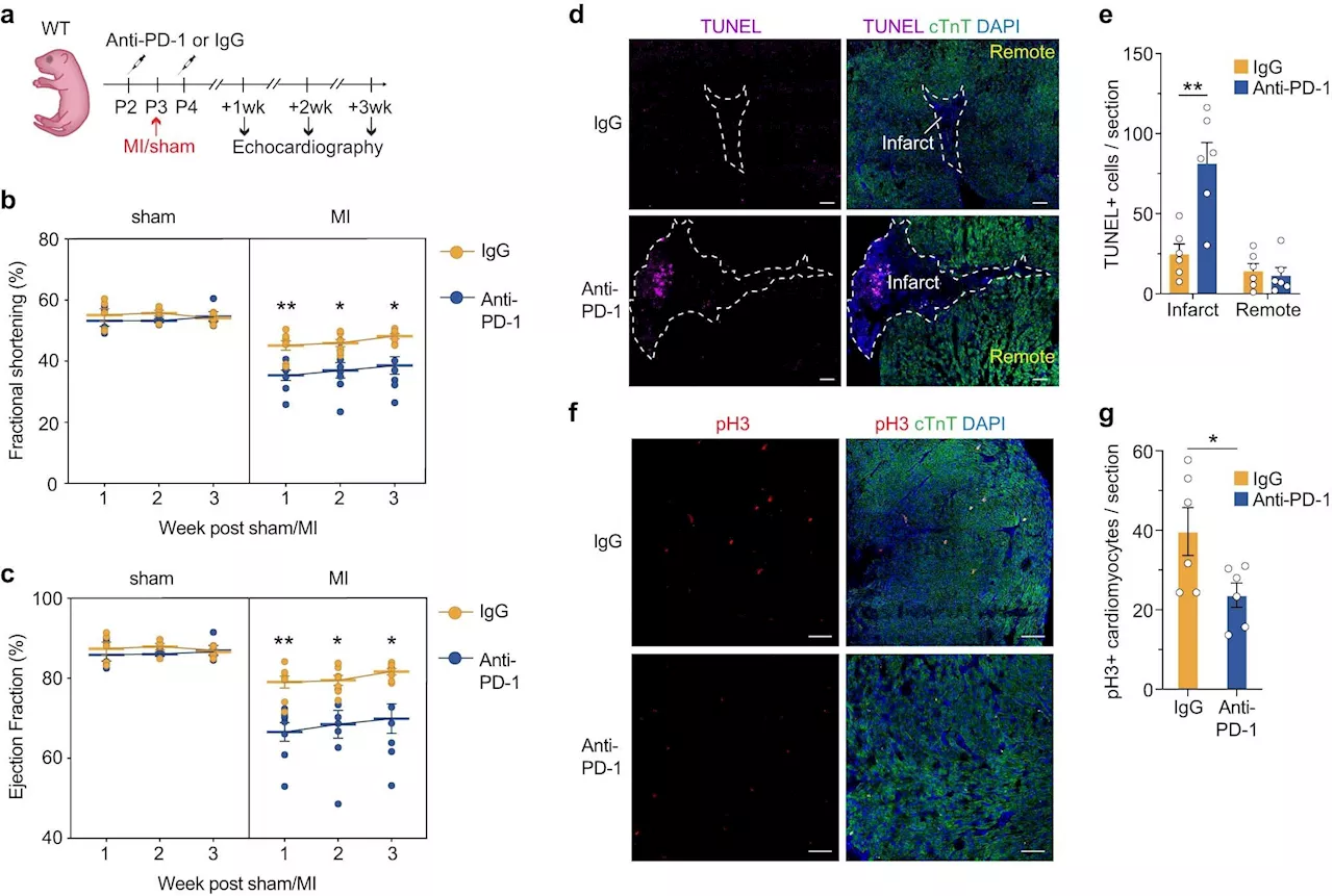 Researchers identify immunosuppressive pathway that helps newborn hearts regenerate in mouse models