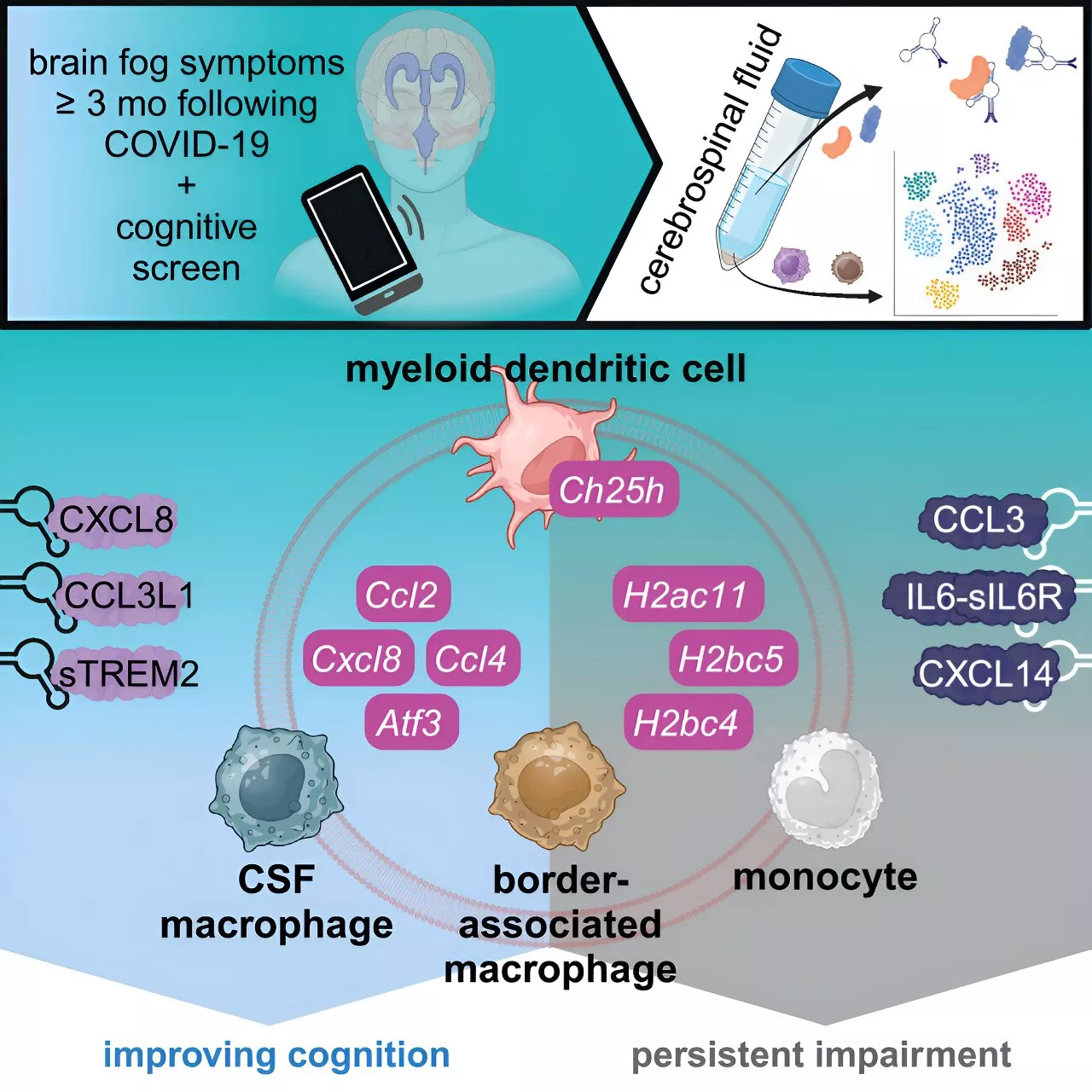 Researchers profile clinical, gene and protein changes in 'brain fog' from long COVID