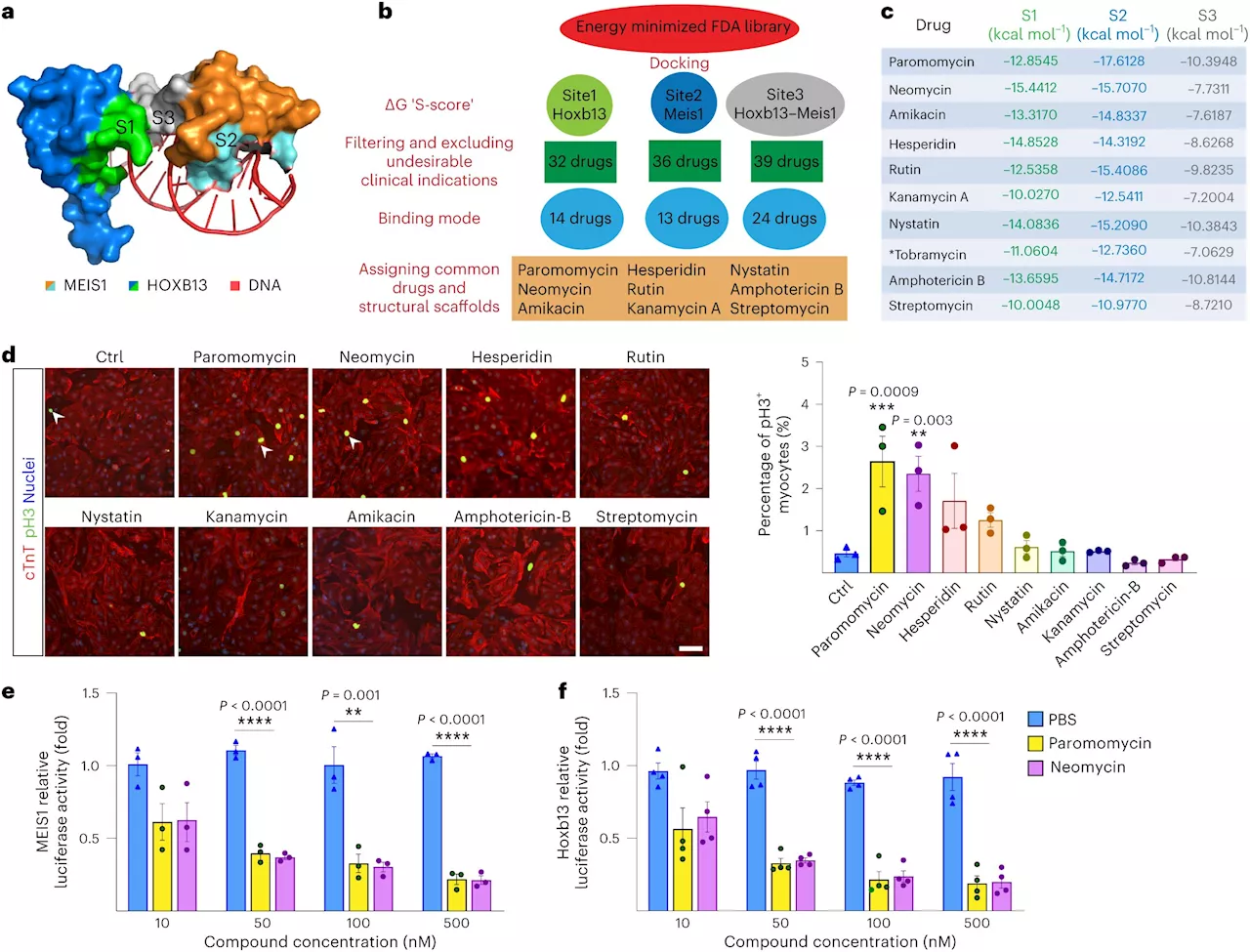 Study investigates cardiac cell regeneration in search of novel therapeutics