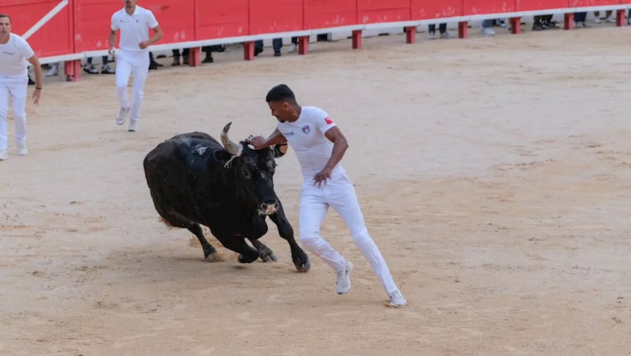 Katif et le taureau Castella cueillent les premiers lauriers de la feria de Nîmes