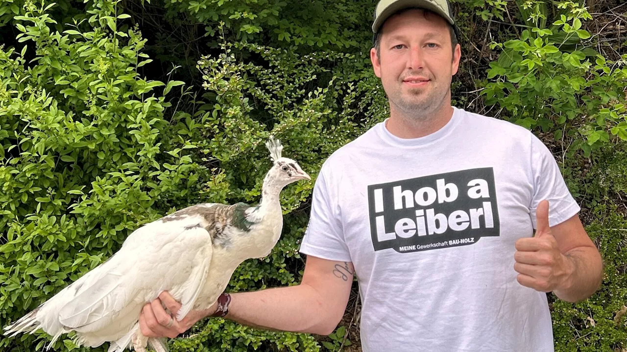 Ausgebüxte Pfauendame ist wieder zurück in Schwarzenbach