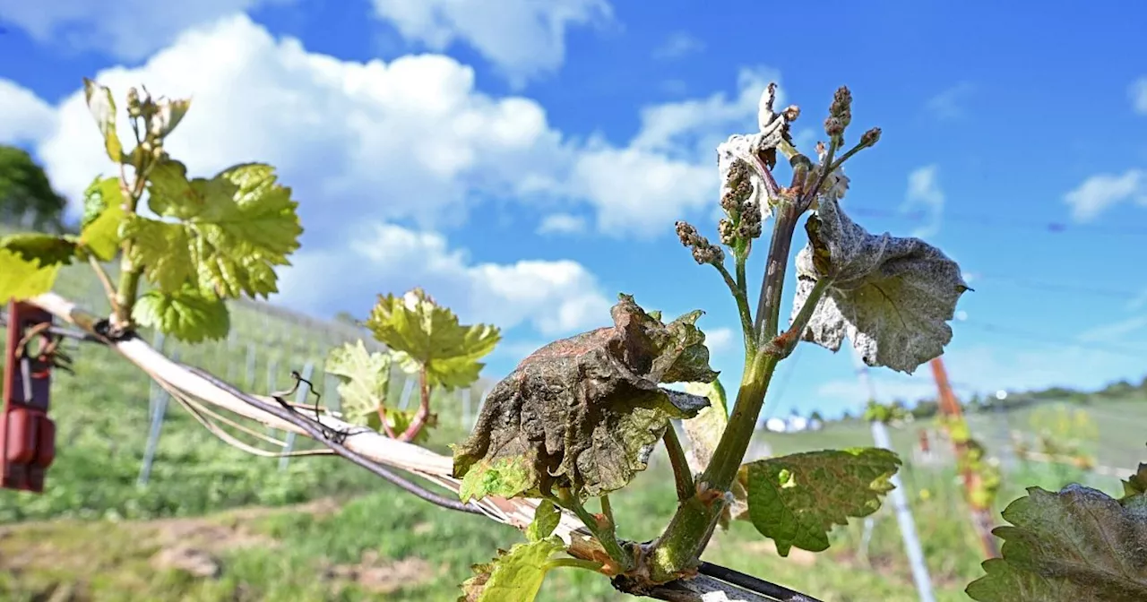 Weininstitut erwartet nach Spätfrost keinen großen Preissprung