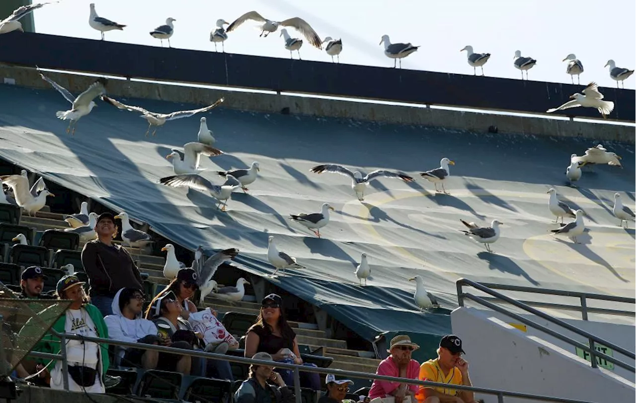 Oakland Ballers make request to purchase old Coliseum bleacher seats used by NFL’s Raiders