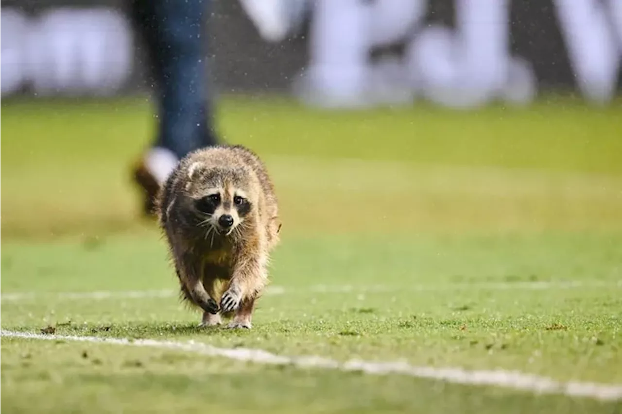 A raccoon ran on to the field during the Union-NYCFC game