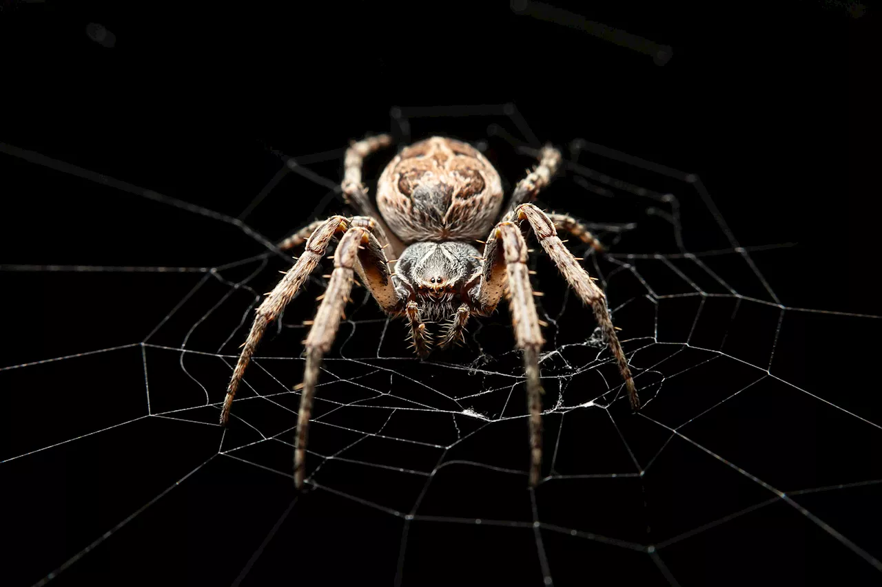 A spider silk sound system: Webs match acoustic particle velocity for long-distance sound detection