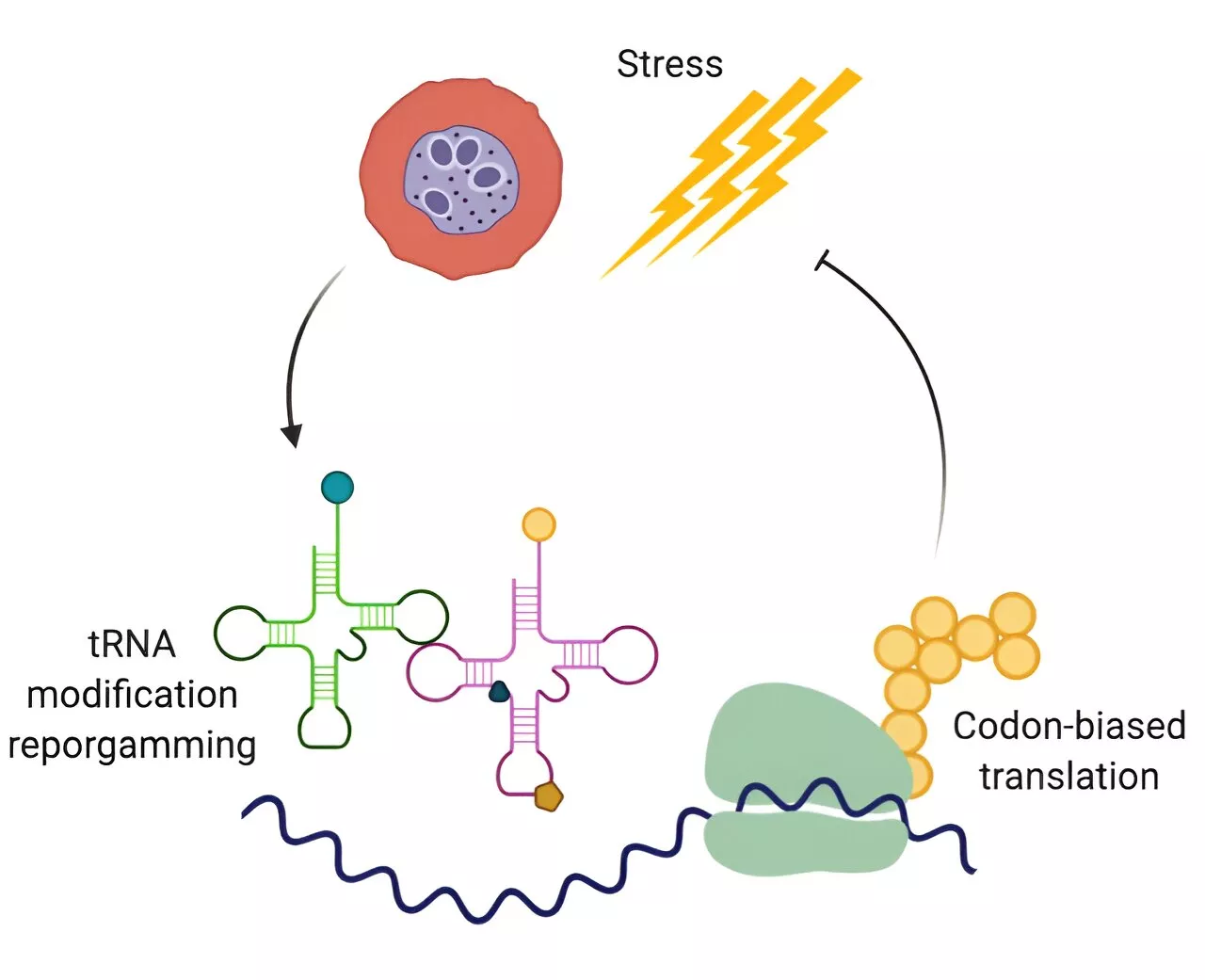 Research identifies mechanism behind drug resistance in malaria parasite