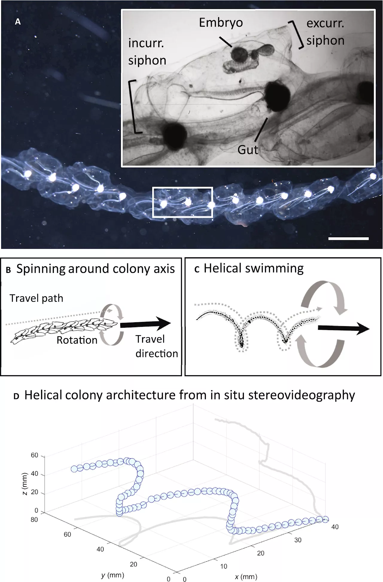 Researchers uncover how jelly sea creatures might shape modern robotics