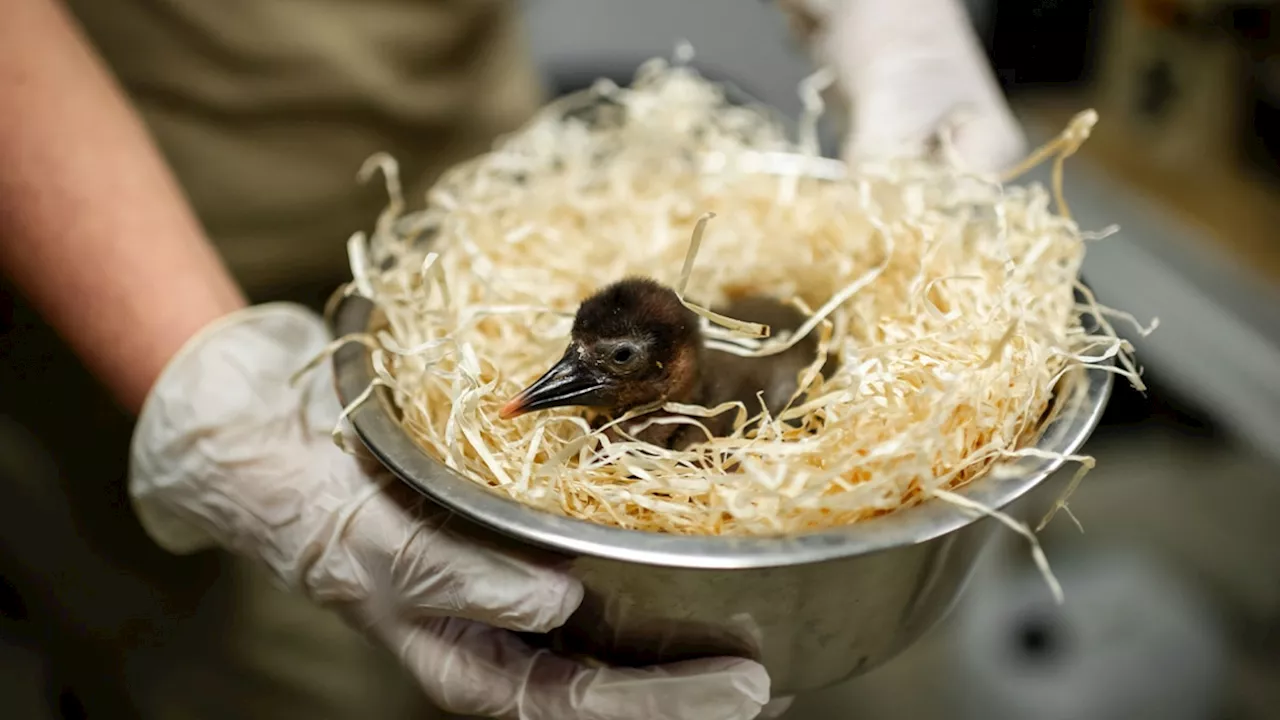 Ces soigneurs ont une façon originale de sauver une espèce rare d'oiseaux: 'Ils sont maladroits'