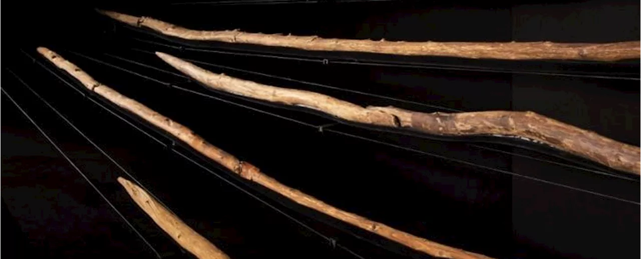 Ancient Humans Crafted Deadly Wooden Weapons 300,000 Years Ago, Study Finds