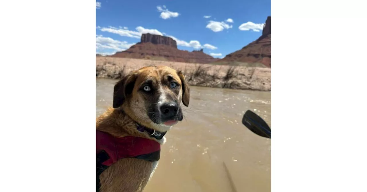 9 days and $6,000 later, lost dog is found near Moab