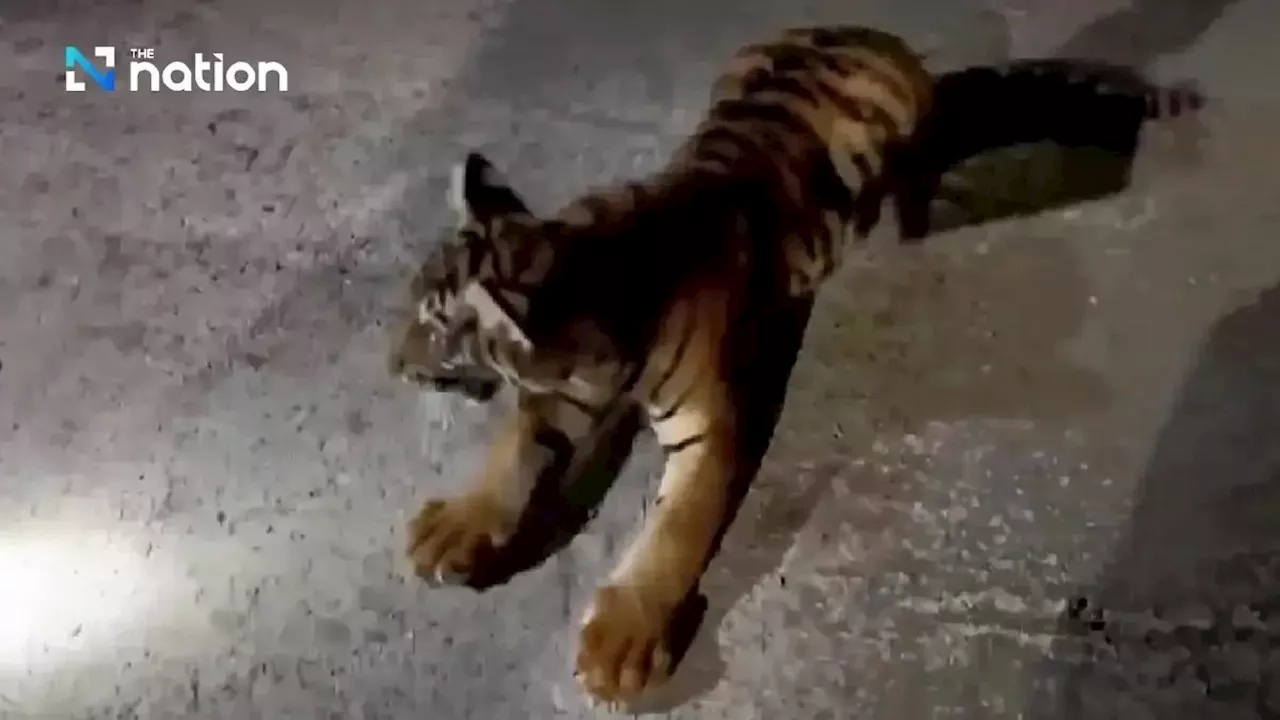 Wild ride: Tiger cub chases motorbike on Thai street