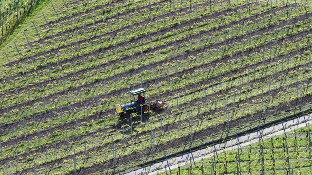 Agrar: Weininstitut erwartet nach Frost keinen großen Preissprung