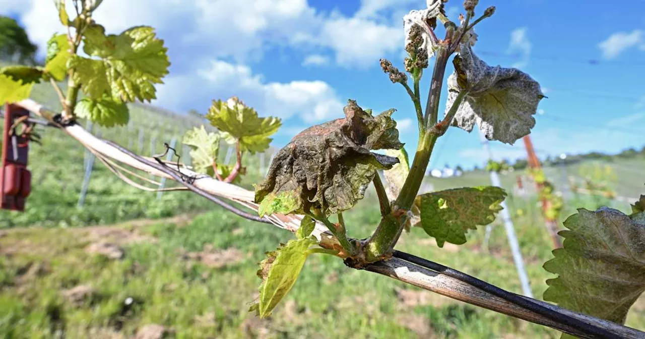 Weininstitut erwartet nach Spätfrost keinen großen Preissprung