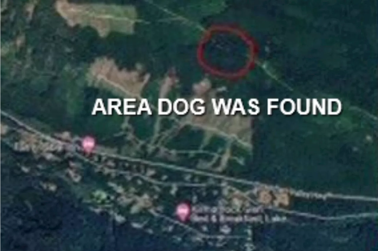 Dog found dead, shot in chest in Vancouver Island woods