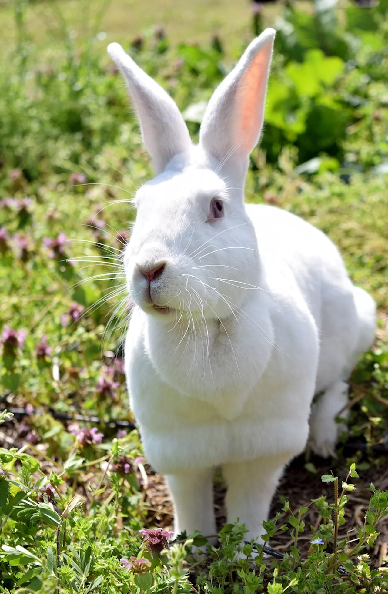 Unveiling the fascinating world of New Zealand rabbit breeds!