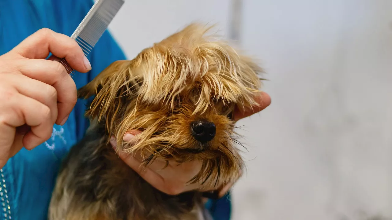 Wet or dry? The debate over dog hair grooming techniques