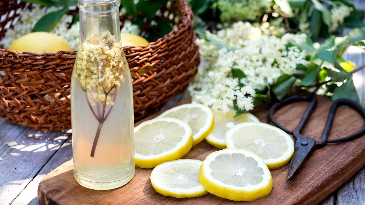 Three tips for elderflower picking and how to make your own cordial...