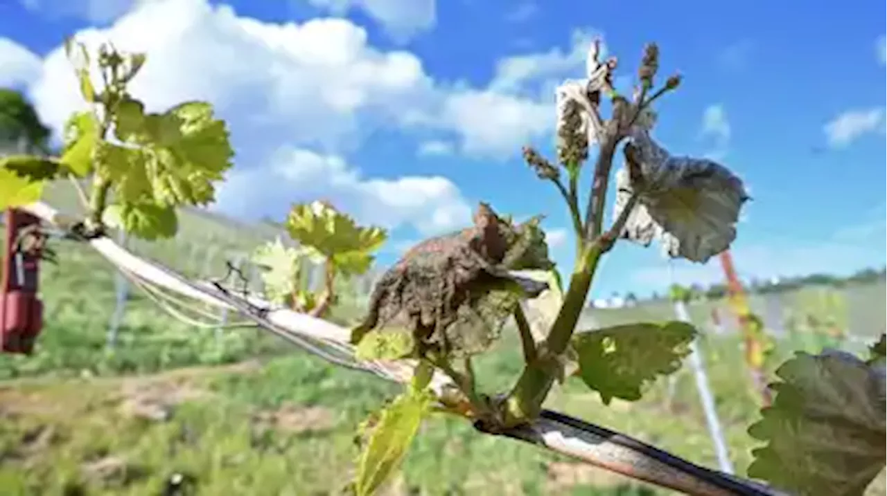 Weininstitut erwartet nach Spätfrost keinen großen Preissprung