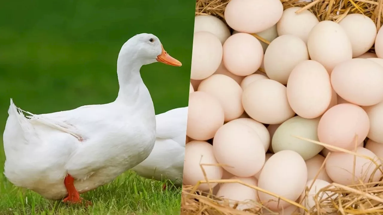 Duck Eggs: ವಾರಕ್ಕೊಮ್ಮೆ ಬಾತುಕೋಳಿಯ ಮೊಟ್ಟೆಯನ್ನು ಸೇವಿಸಿದರೆ ದೇಹದ ಆರೋಗ್ಯಕ್ಕೆ ಏನಾಗುತ್ತದೆ ತಿಳಿದಿದೆಯೇ??