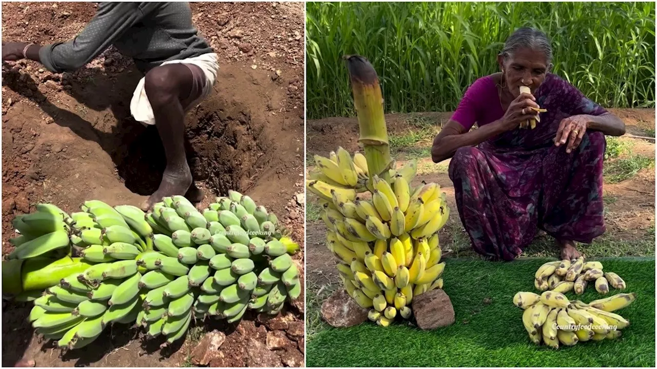 न कोई केमिकल न इंजेक्शन..., बुजुर्ग महिला ने नैचुरल तरीके से पका दिए केले, VIDEO