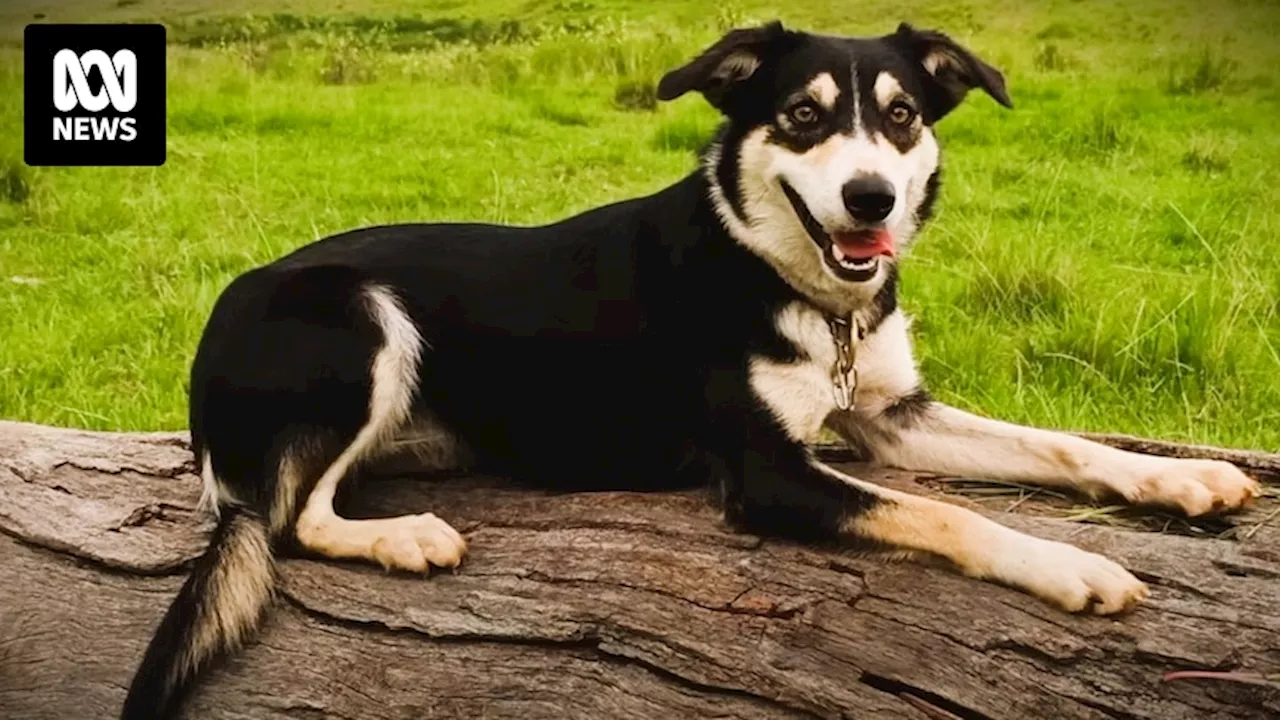 World's most expensive working border collie Queen Lizzie settles into her new job on Queensland farm