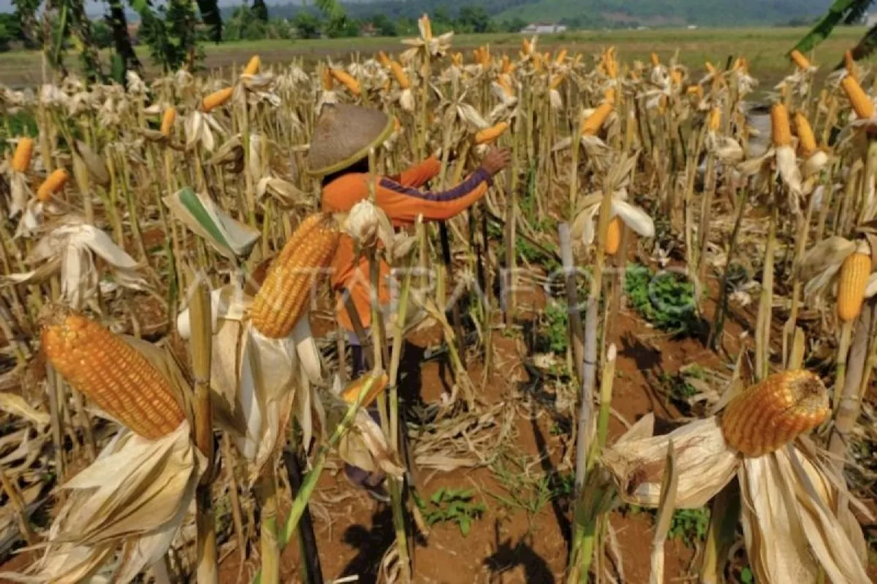 Kotim dapat bantuan benih jagung Kementan untuk tanam 390 ha