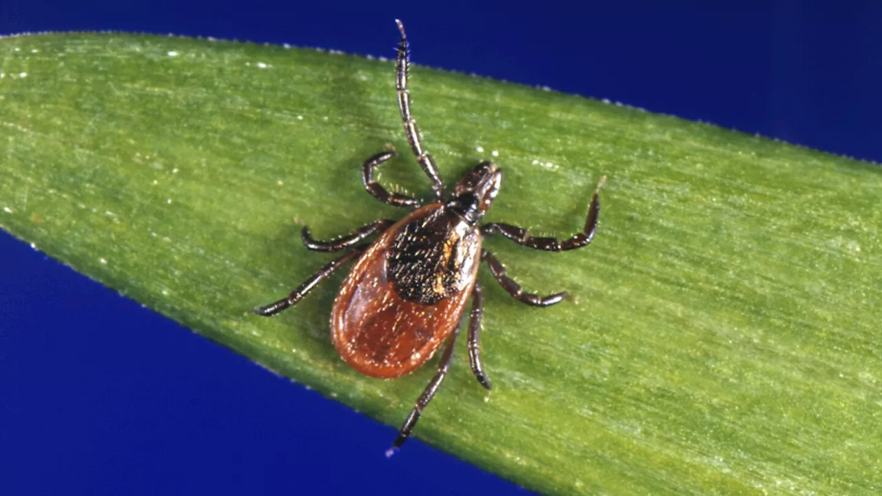 Protect yourself from ticks with these tips