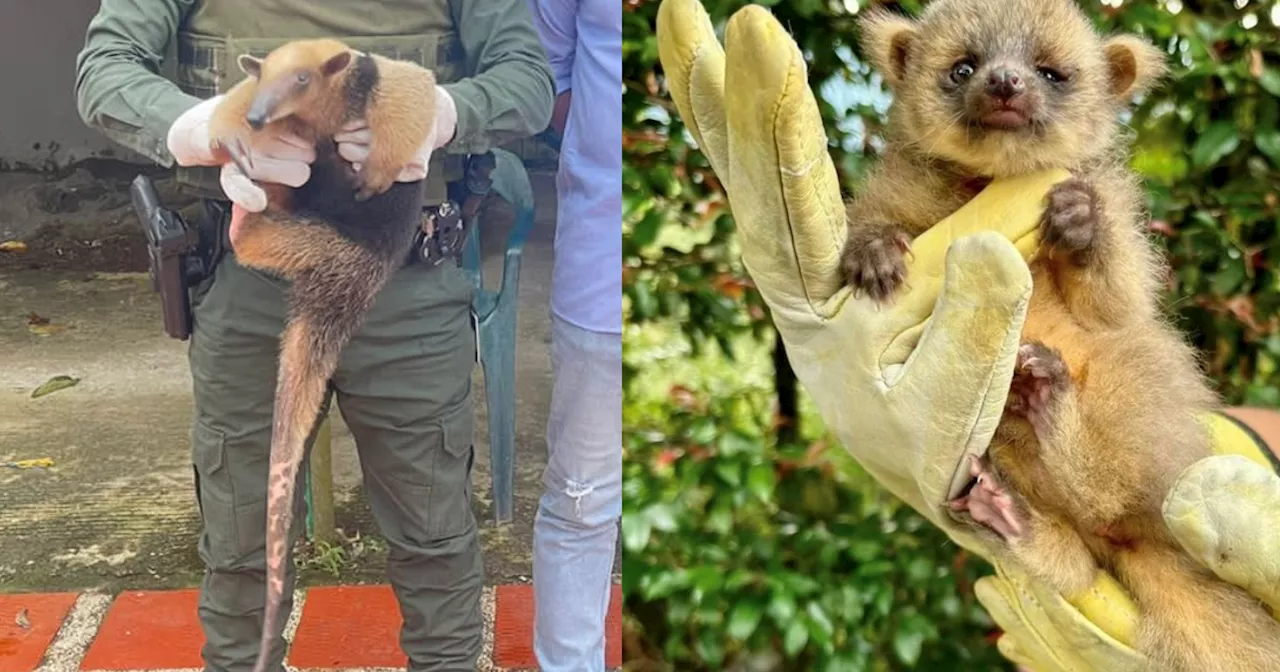 En casos aislados rescataron fauna silvestre en grave peligro de extinción en Chocó y Antioquia