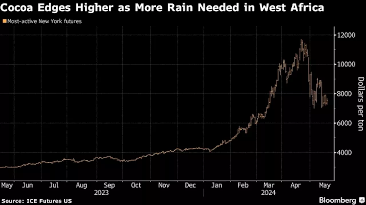 Cocoa Climbs on Concern More Rains Needed in Key Growing Areas