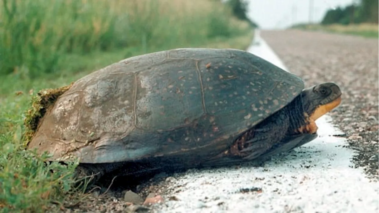 Turtles need human help to survive human threats