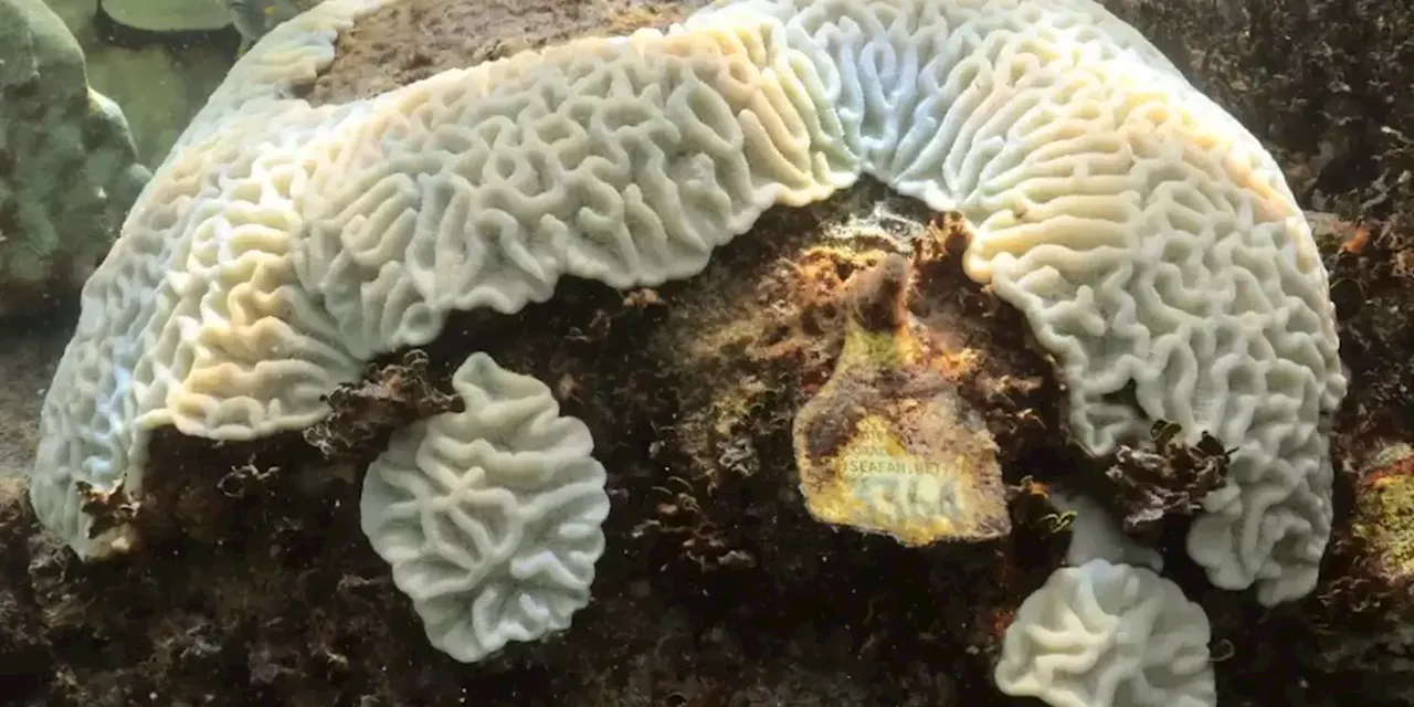 Coral Bleaching 'Off the Charts' in Atlantic as NOAA Warns Ocean Going 'Crazy Haywire'