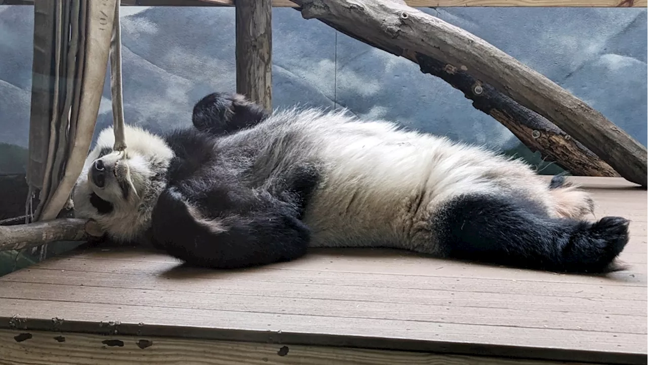 The last pandas at any U.S. zoo are expected to leave Atlanta for China this fall