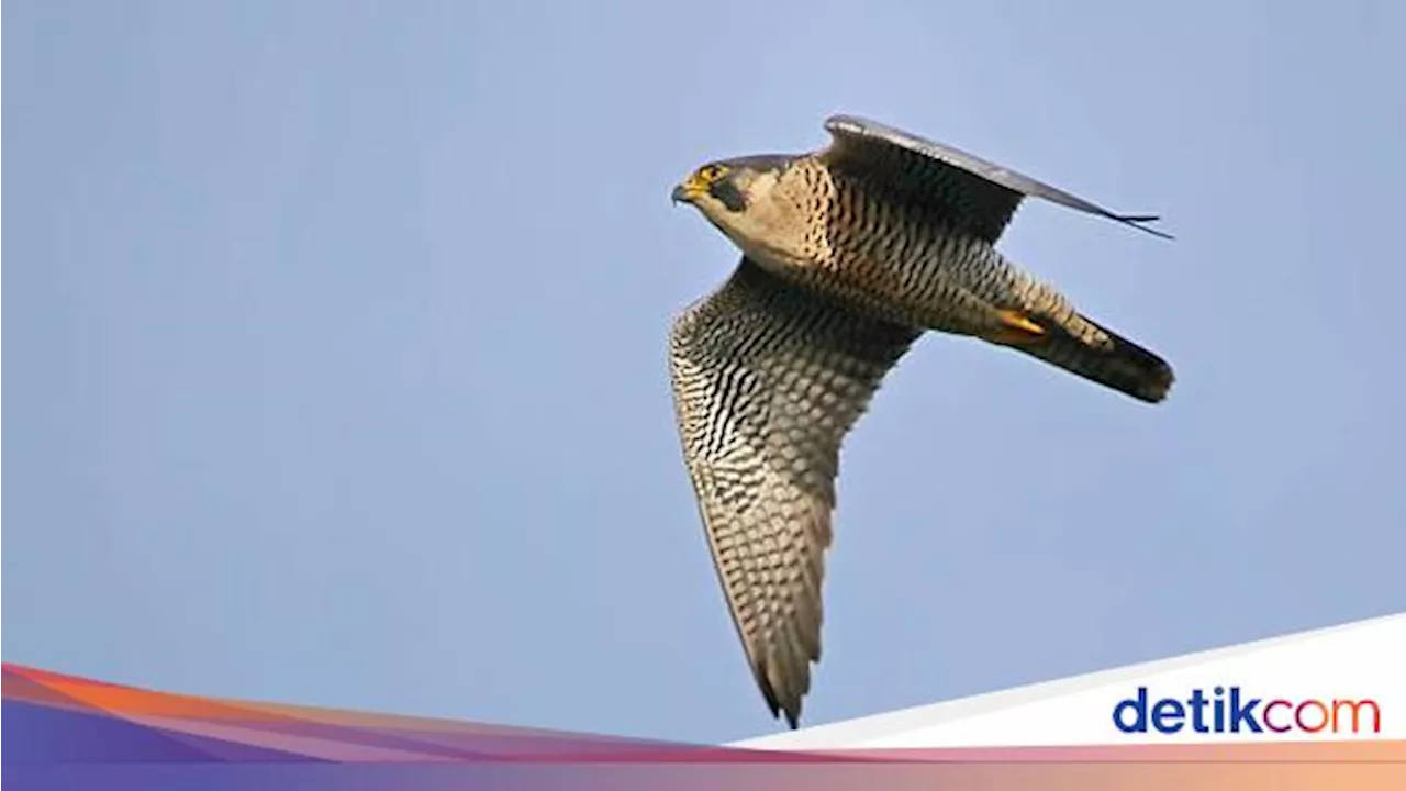 Sama-sama Elang, Apa Perbedaan Falcon dan Hawk?