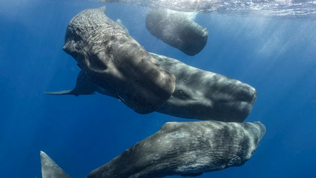 Los científicos encuentran un 'alfabeto' en los cantos de las ballenas