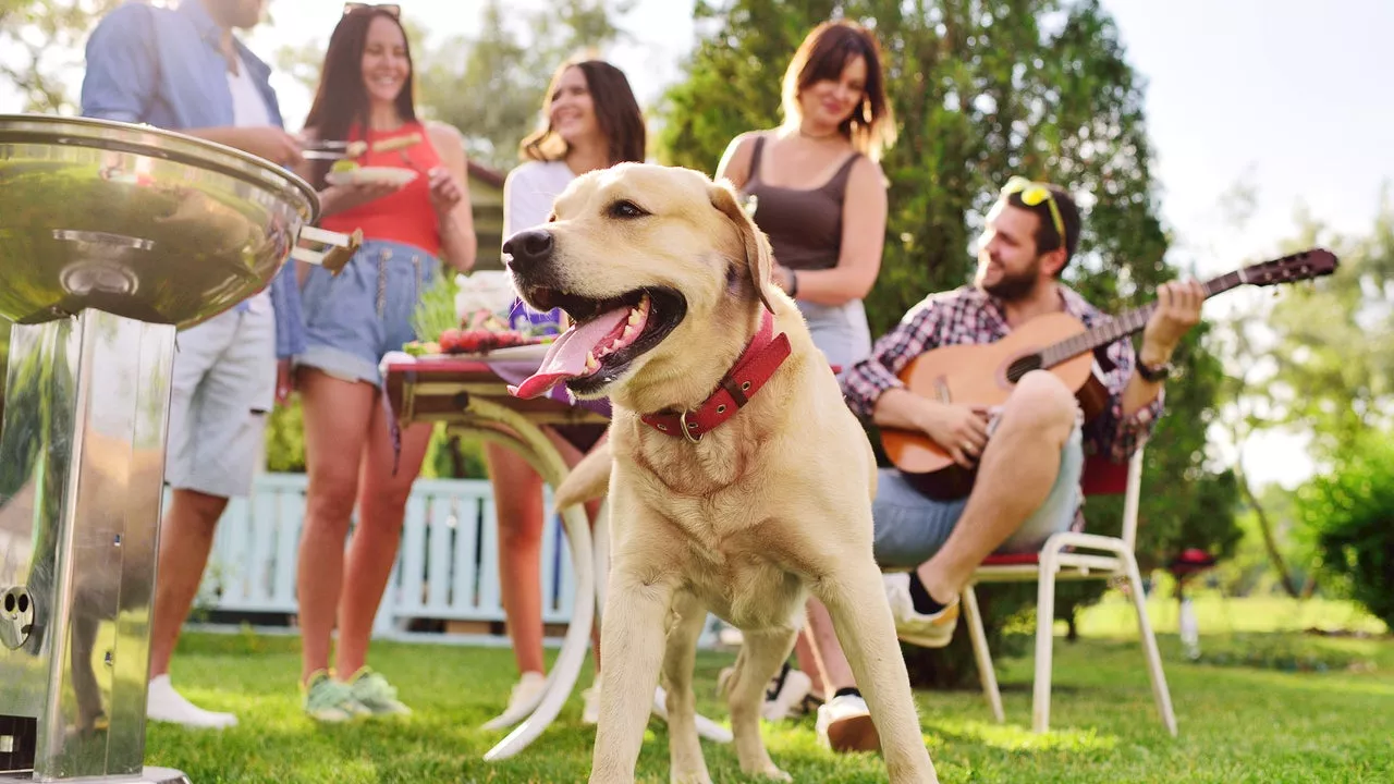 Memorial Day 2024: A Pet Parent’s Guide to Keeping Your Dog or Cat Calm and Happy