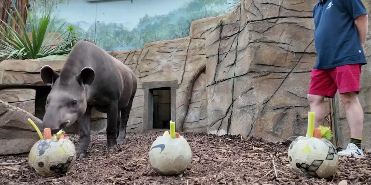 Neues EM-Orakel Tapir Theo - so wird es die Ergebnisse voraussagen