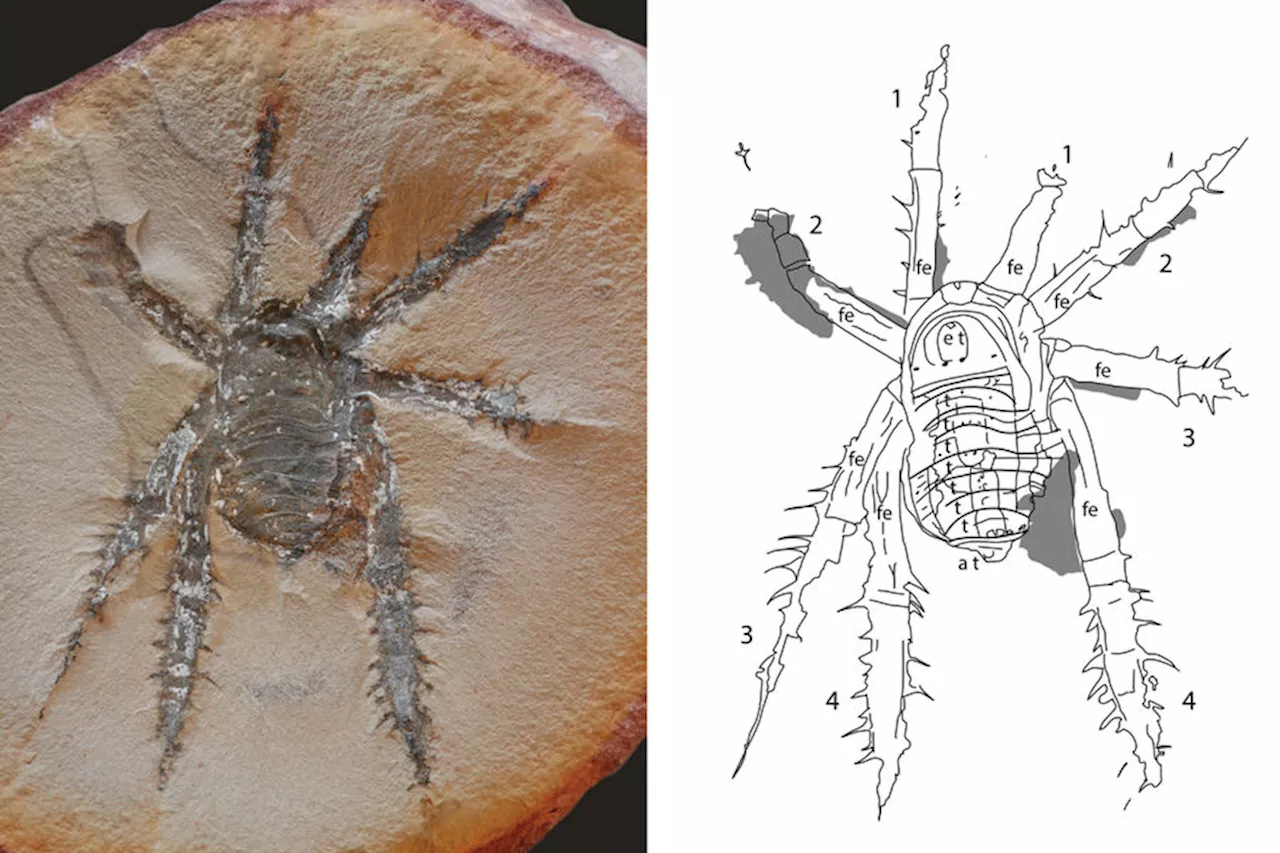 Ученые открыли новый вид ископаемых колючих пауков