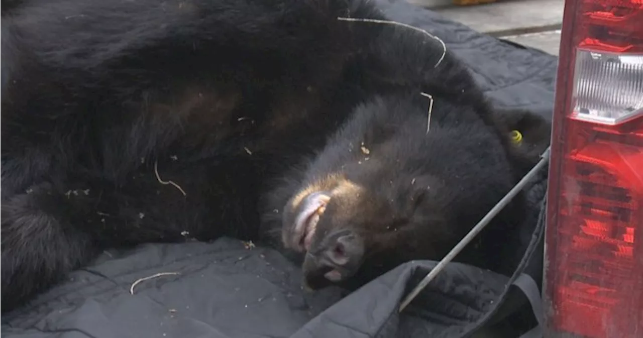 Young bear tranquillized near downtown Kelowna will be relocated