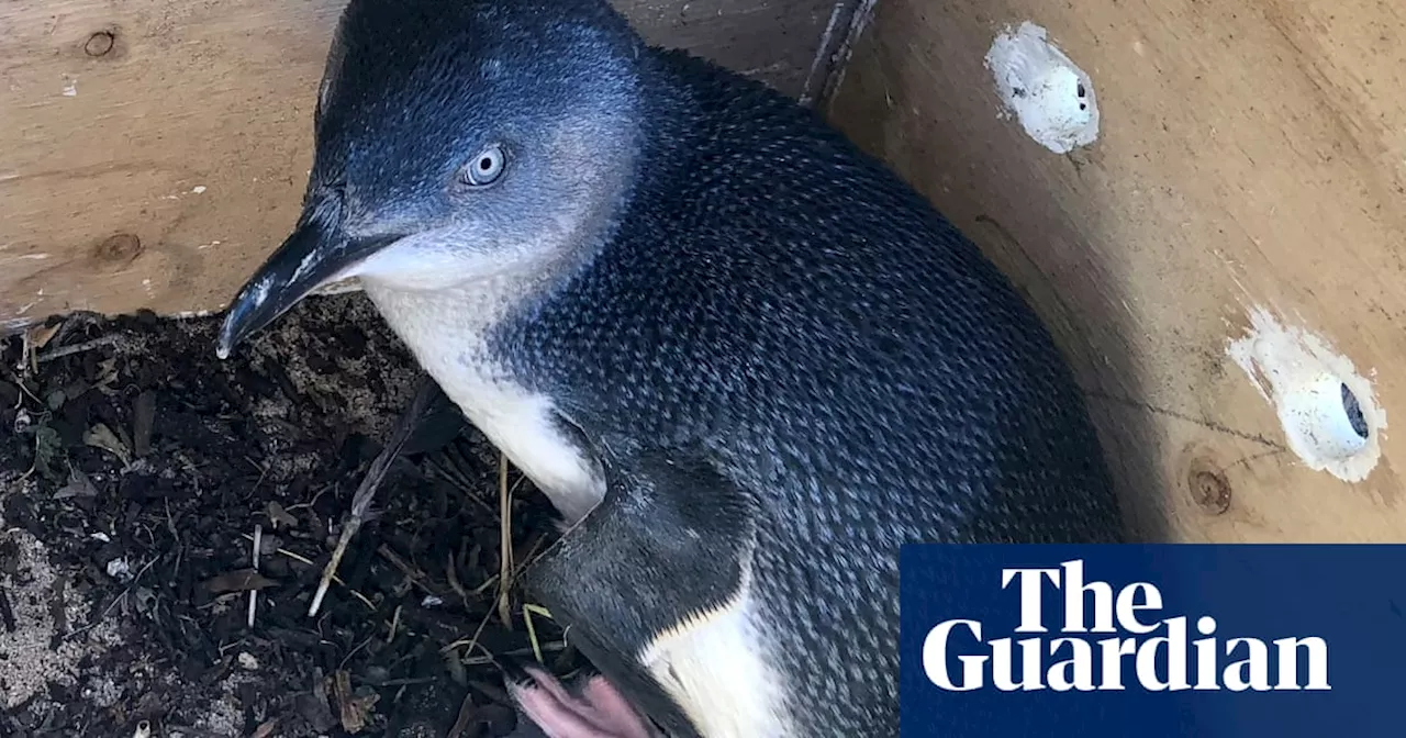 Little penguins at risk of vanishing from WA island as once-thriving colony reduced to 120 birds