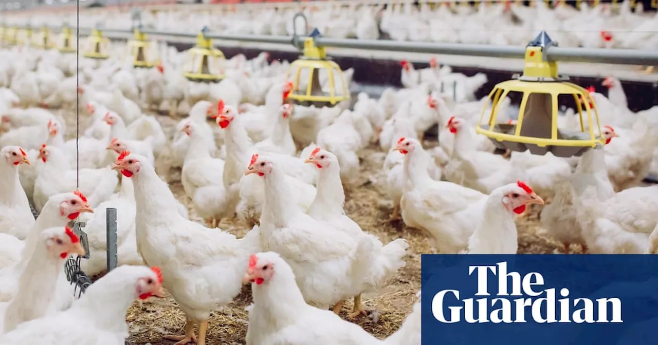 Post-Brexit rules on antibiotic use on farms water down EU laws, experts say