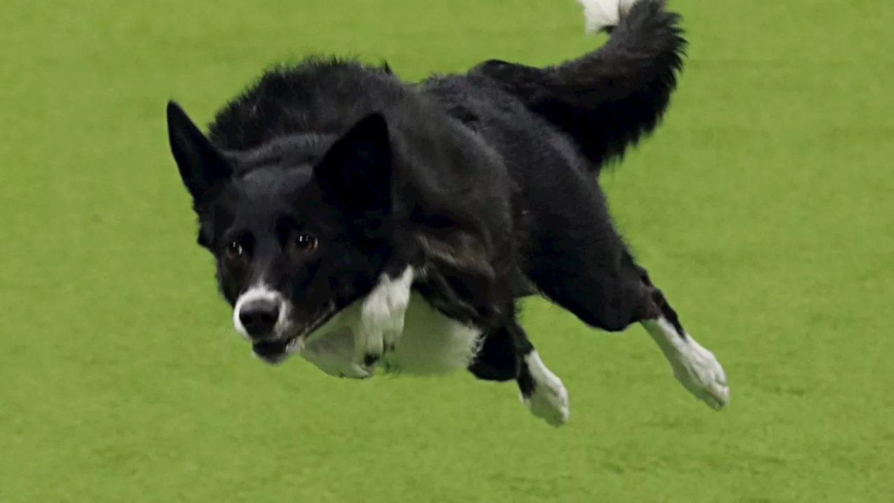 ¡Histórico! Por primera vez perrita mestiza gana premio del Kennel Club Dog Show