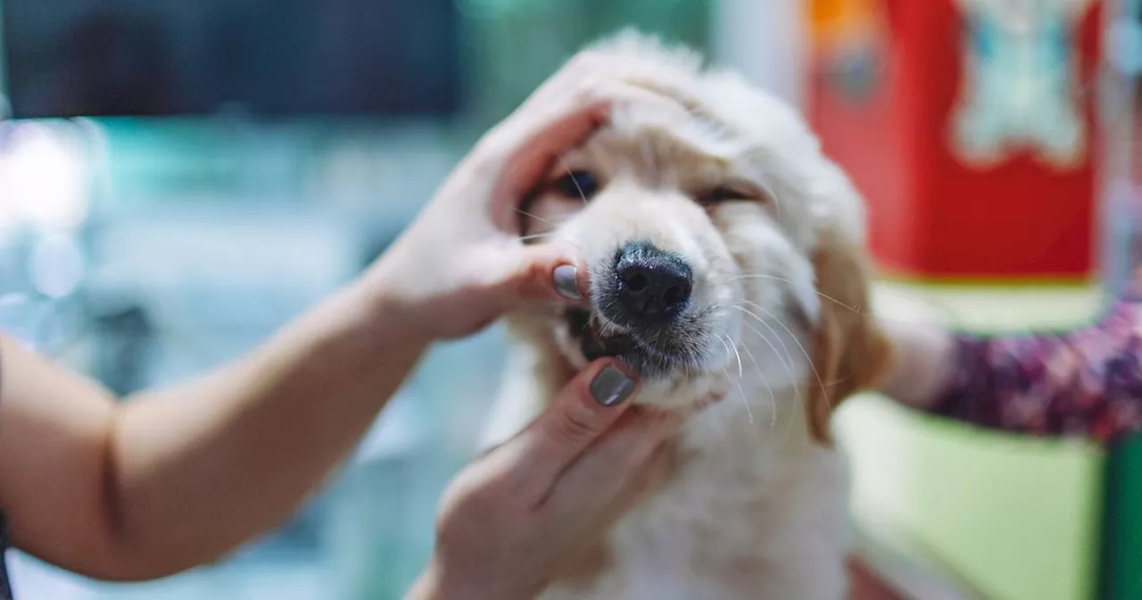 Yes, You Should Be Brushing Your Pet's Teeth. Here's Why — And The Best Products To Use