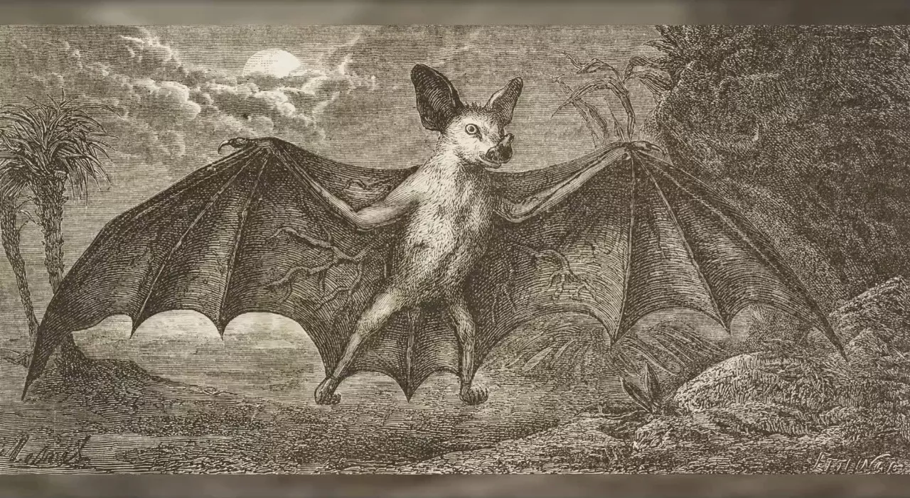 Venerdì 17, dalle civette ai pipistrelli: biodiversità minacciata dalla superstizione