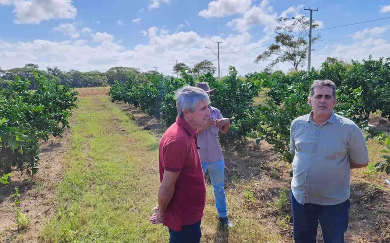 Quissamã avança na pesquisa agrícola com experimento inovador