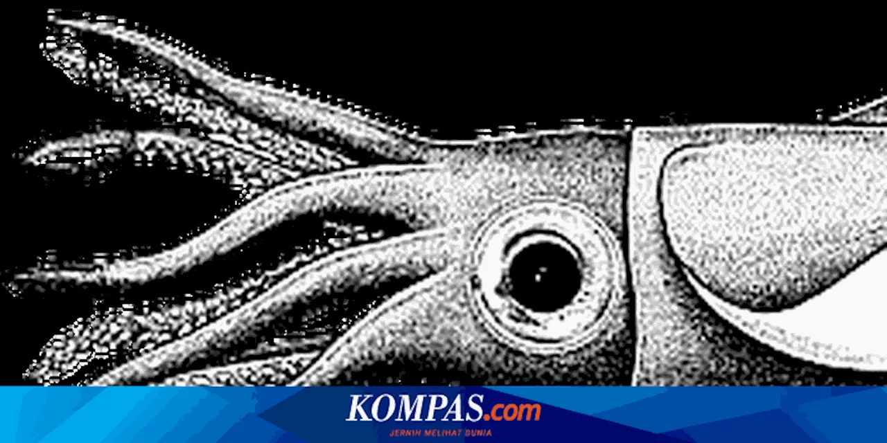 Peneliti Berhasil Rekam Cumi-cumi Laut Dalam yang Sangat Langka