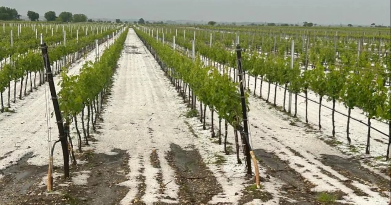 Unwetterschäden: Hagel kostet Landwirtschaft rund 1,3 Millionen Euro